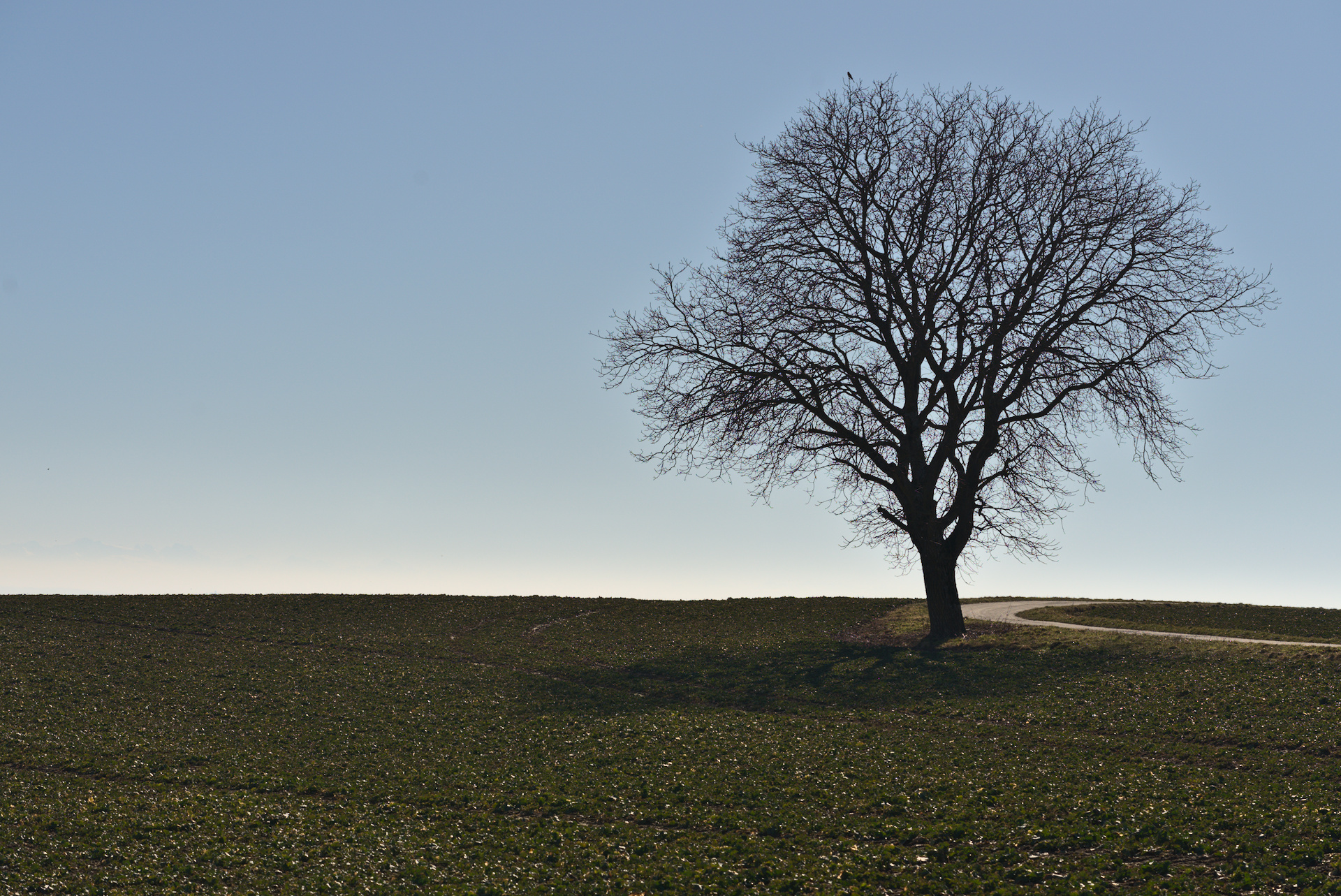 Baum